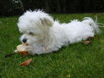 BICHON MALTAIS FEMELLE HUIT MOIS FRIMOUSSE - Bichon Maltais