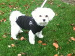 bichon maltais femelle FRIMOUSSE 1 AN - Bichon Maltais