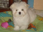 Design - Bichon Maltais