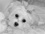 Maya 3 mois et demi portrait noir et blanc - Bichon Maltais (3 mois)