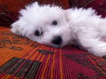 La jolie Shanel se repose - Bichon Maltais