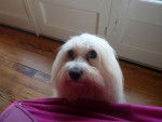 Samba petite femelle Bichon Maltais - Bichon Maltais