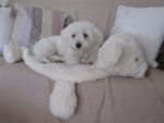 Shanel dort dans son dodo nounours - Bichon Maltais