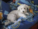 Shanel dans son panier - Bichon Maltais
