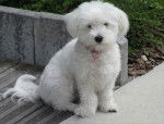 Shanel 9 mois - Bichon Maltais (9 mois)