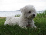Shanel 9 mois promenade au lac - Bichon Maltais (9 mois)