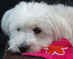 Beau portrait de Shanel 9 mois - Bichon Maltais (9 mois)