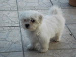 Flipo prend la pose - Bichon Maltais