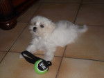 Flipo et son jouet - Bichon Maltais