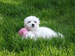 Flipo dans l'herbe - Bichon Maltais