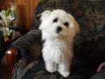 Flipo à la maison - Bichon Maltais