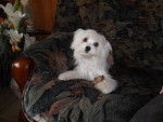 Flipo adorable bichon maltais à la maison - Bichon Maltais
