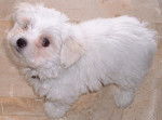 Petit tam-tam - Bichon Maltais (2 mois)