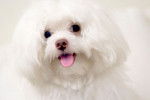 Photo Bichon Maltais