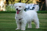 Photo Bichon Maltais