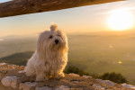 Photo Bichon Maltais