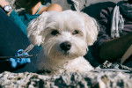 Photo Bichon Maltais
