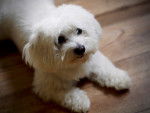 Un Bichon Maltais allongé sur le parquet