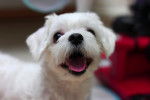 Photo Bichon Maltais