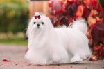 Photo Bichon Maltais