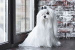 Photo Bichon Maltais