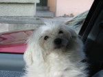 Fifi - Bichon Maltais Mâle (Autre)