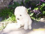 Luna - Bichon Maltais Femelle (4 ans)