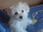 Sugui - Bichon Maltais Femelle (3 mois)