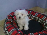 Sugui - Bichon Maltais Femelle (3 mois)