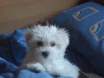 Sugui - Bichon Maltais Femelle (3 mois)