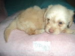 Jessie - Bichon Maltais Femelle (3 mois)