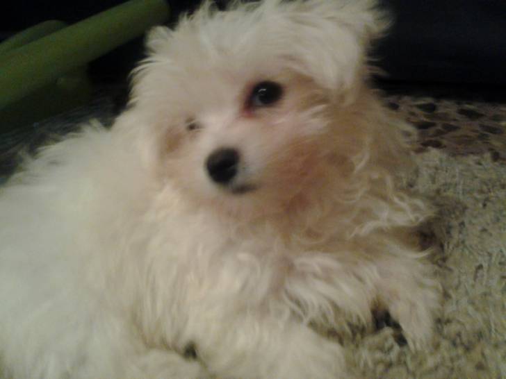 Guchi - Bichon Maltais Mâle (4 mois)