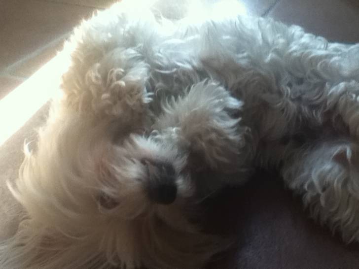 fidji - Bichon Maltais Femelle (3 ans)