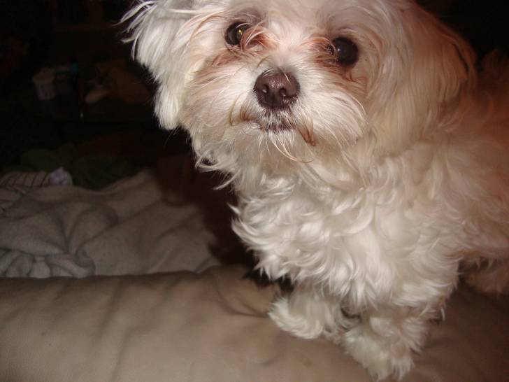 Khloe - Bichon Maltais Femelle (6 mois)