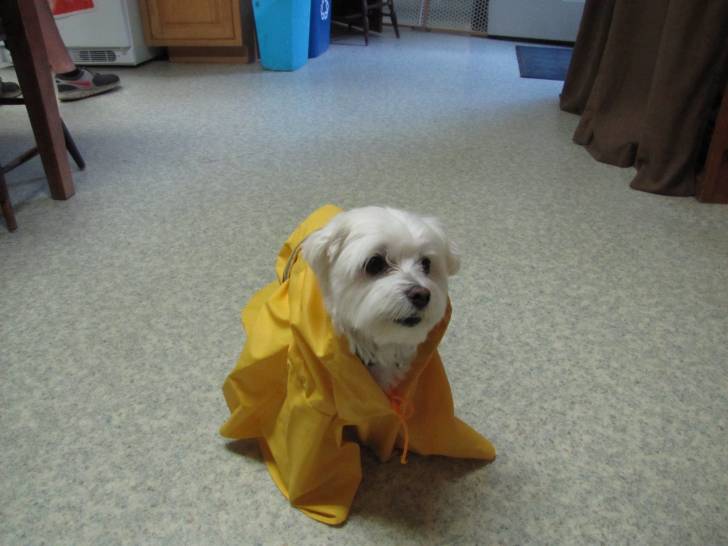 Sugar - Bichon Maltais Femelle (5 ans)