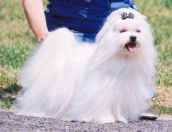 Bichon Maltais - Bichon Maltais