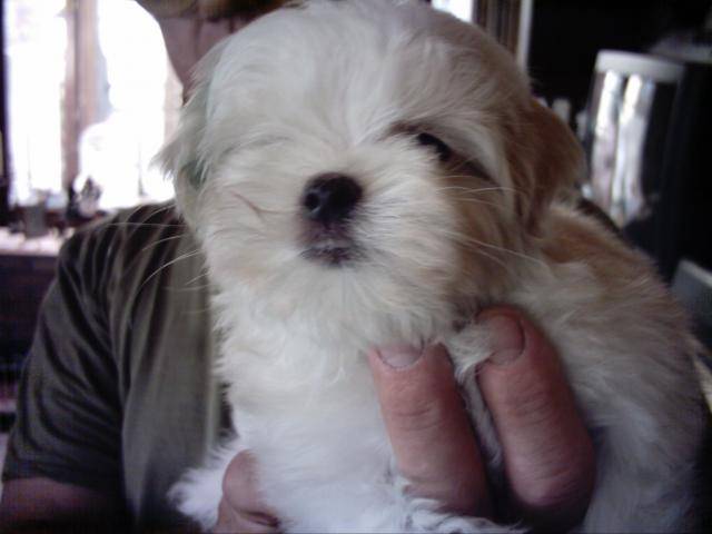 bichon maltais dougy clo de la marquise - Bichon Maltais