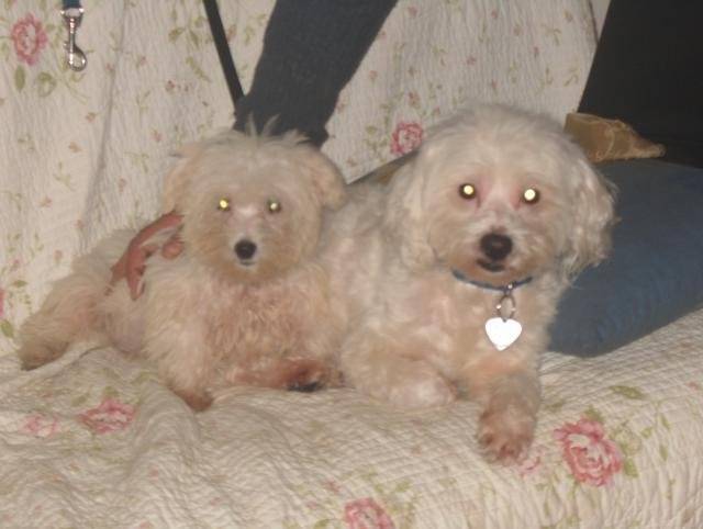 bichon maltais - Bichon Maltais