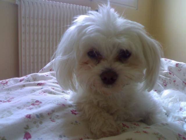 Ness, bichon maltais - Bichon Maltais
