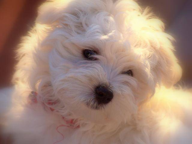 Bichon Maltais Gucci - Bichon Maltais