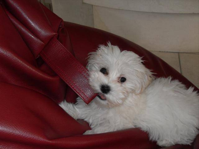 Bichon Maltais - Lily à 3 mois - Bichon Maltais (3 mois)