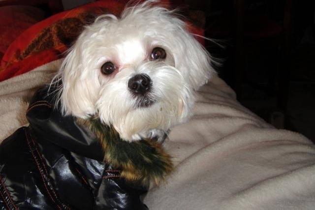 Bichon maltais, Easy 11 mois - Bichon Maltais (11 mois)