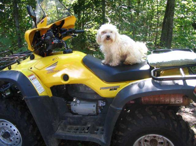 Bichon Maltais Lucky - Bichon Maltais