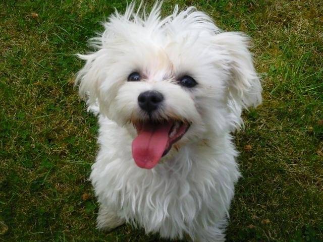 FRIMOUSSE BICHON MALTAIS FEMELLE 5 MOIS - Bichon Maltais (5 mois)