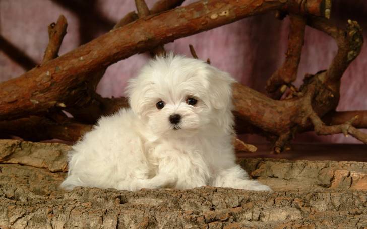 Le Bichon Maltais