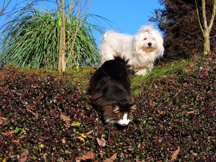 Un Bichon Maltais suivant un chat