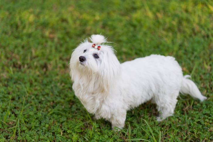 Photo Bichon Maltais