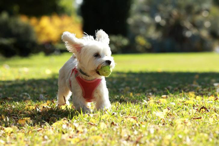 Photo Bichon Maltais
