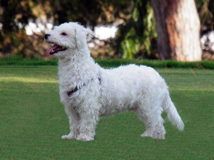 Photo Bichon Maltais