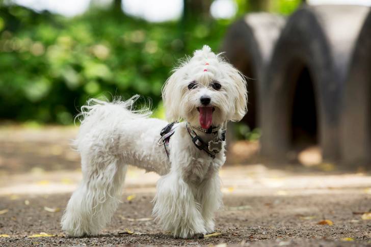 Photo Bichon Maltais